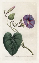 Morning Glory or Ipomee
