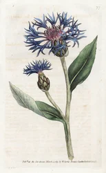 Mountain Centauree or Perennial Blueberry