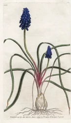 Muscari Neglectum