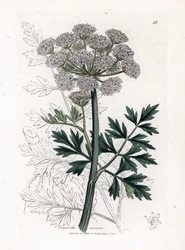 Oenanthe Safranee - Hemlock Water Dropwort, Oenanthe Crocata