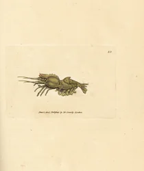 Parrot shrimp, Spirontocaris spinus
