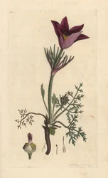 Pasqueflower, Anemone pulsatilla