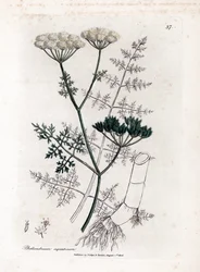Phellandrium Aquatium - Fine-Leaved Water Hemlock, Phellandrium Aquatium. Handcoloured Copperplate Engraving from a Botanical Illustration by James Sowerby from William Woodville and Sir William Jackson Hooker