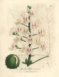 Pink blossom and fruit of the horse chestnut tree, Aesculus hippocastanum