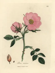 Pink Dog Rose with Rosehip, Rosa canina