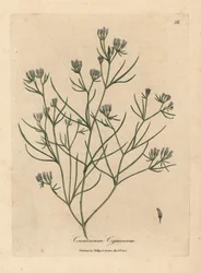 Pink flowered cumin, Cuminum cyminum