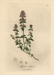 Pink Flowered Garden Thyme, Thymus vulgaris