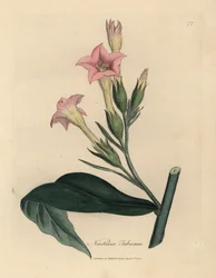 Pink Flowered Tobacco Plant, Nicotiana Tabacum