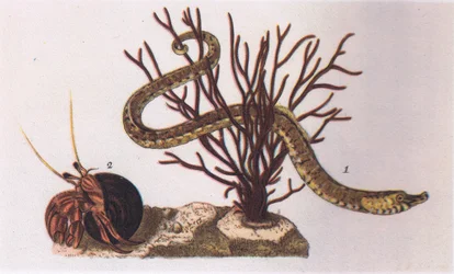 Pipe Fish and Hermit Crab, Nature in Britain published by Collins