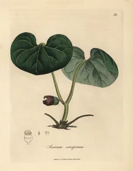 Purple flowered asarabacca, or wild ginger, Asarum europaeum