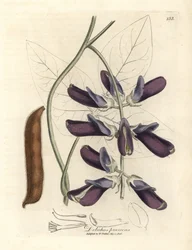 Purple Flowered Cowhage Dolichos, Dolichos pruriens