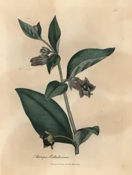 Purple-flowered deadly nightshade, Atropa belladonna