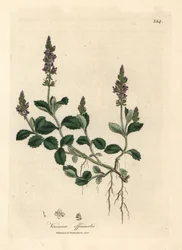 Purple flowered veronica, Veronica officinalis