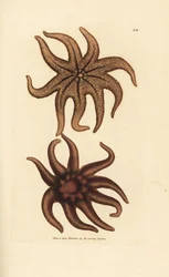 Purple Sun Star, Solaster endeca