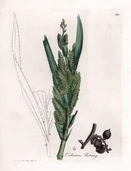 Rattan Palm, Calamus rotang