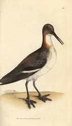 Red-necked phalarope, Phalaropus lobatus