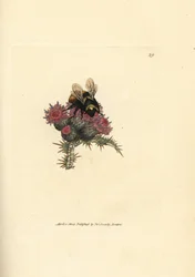 Red-tailed bumblebee, Bombus lapidarius (Apis flavicollis), on a thistle. Handcoloured copperplate engraving by James Sowerby from The British Miscellany, or Coloured figures of new, rare, or little known animal subjects.
