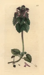 Red Deadnettle, Lamium Purpureum, Handcoloured Copperplate Engraving