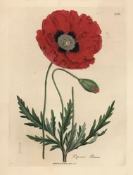 Red or corn poppy, Papaver rhoeas