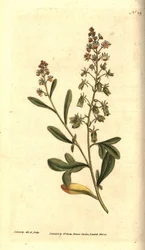 Reseda odorant - Sweet-scented reseda or mignonette, Reseda odorata