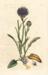 Round-headed Rampion