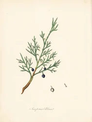 Sabine juniper - Common savin or juniper savin, Juniperus sabina