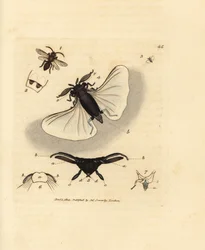 Sand Bee Parasite (Handcoloured Copperplate Engraving by James Sowerby from The British Miscellany)