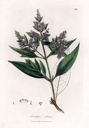 Indian sandalwood, Santalum album