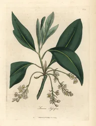 Sassafras tree, Laurus sassafras