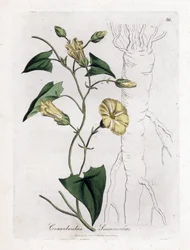 Scamonee - Scammony bindweed, Convolvulus scammonia