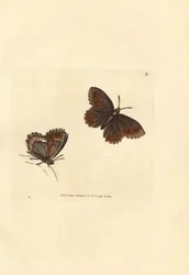 Scotch Argus Butterfly, Erebia aethiops