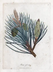 Scots Pine - Scotch Fir or Scots Pine, Pinus Sylvestris