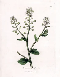 Scurvygrass, Cochlearia officinalis