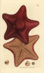 Sea star or starfish, Hippasteria phrygiana