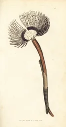 Sea worm, Amphitrite ventilabrum