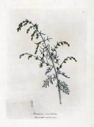 Sea wormwood, Artemisia maritima