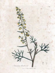 Semen contra or semencine or sagebrush of Judee - Santonica, Artemisia cina