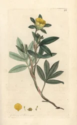 Shrubby Cinquefoil, Dasiphora fruticosa or Potentilla fruticosa (Handcoloured copperplate engraving)