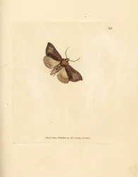 Slender burnished brassels, Thysanoplusia orichalcea
