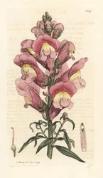 Snapdragon