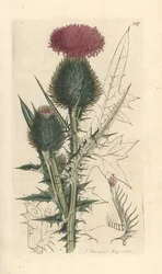 Spear Thistle, Cirsium Vulgare (Carduus Lanceolatus) (Common Cirse)