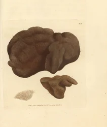 Sponge (Handcoloured Copperplate Engraving by James Sowerby from The British Miscellany)