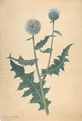 Study of a Thistle