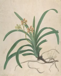 Study of an Orchid, Vanda Roxburgia