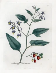 Sweet Bitter or Sweet Bitter Nightshade - Woody Nightshade, Solanum Dulcamara. Handcoloured Copperplate Engraving from a Botanical Illustration by James Sowerby from William Woodville and Sir William Jackson Hooker