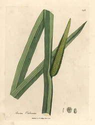 Sweet flag, Acorus calamus