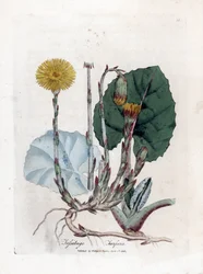 Tuslage or No Donkey - Coltsfoot, Tussilago farfara. Handcoloured Copperplate Engraving from a Botanical Illustration by James Sowerby from William Woodville and Sir William Jackson Hooker
