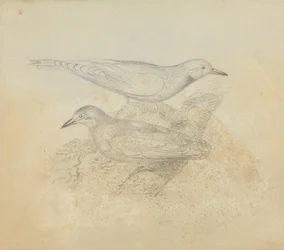 Two Birds on a Branch