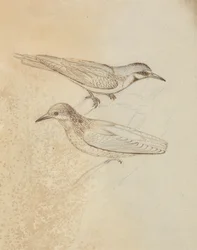 Two Tree Creepers?