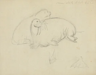 Two Walruses (detail)